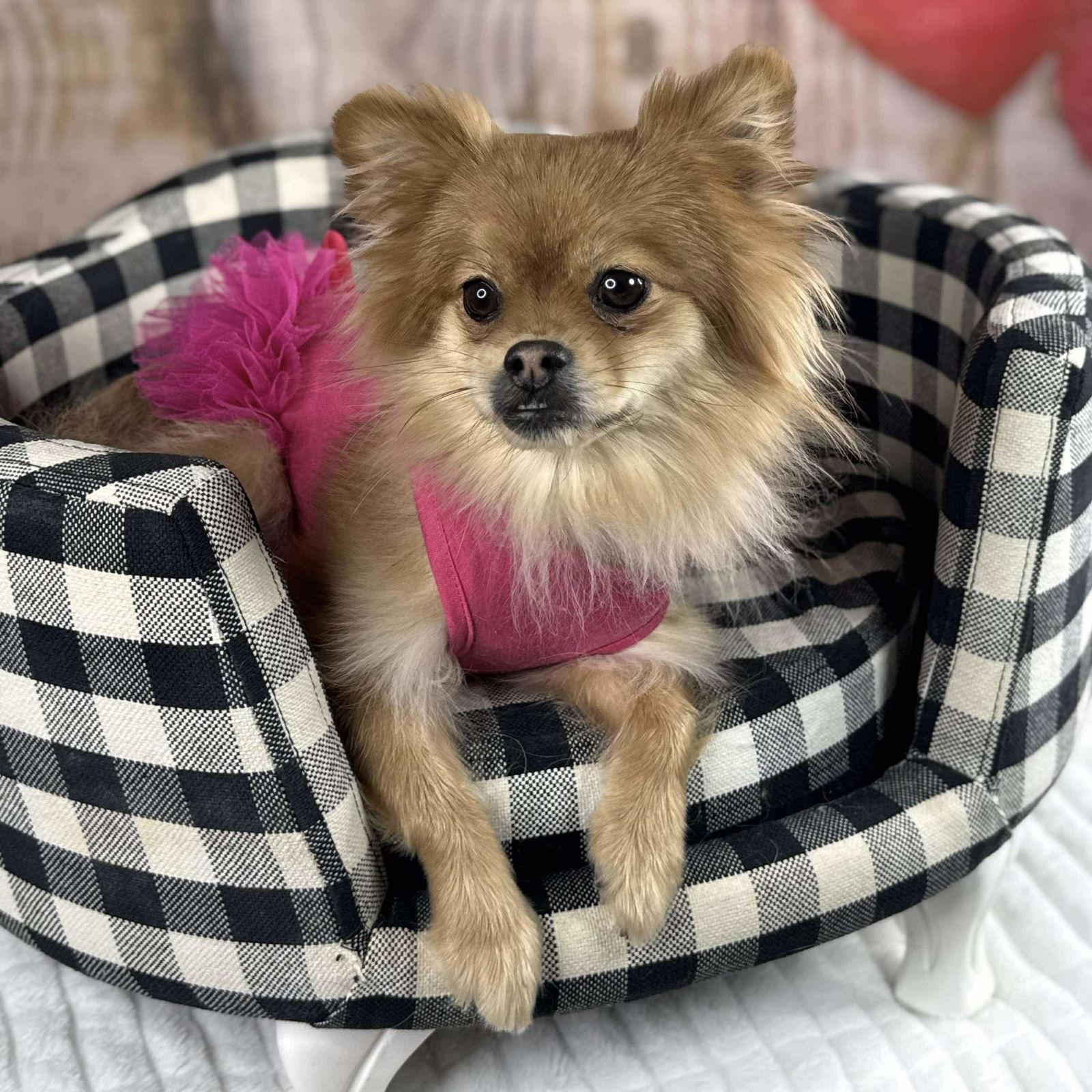 Enlarge Panda, a Adoptable Pomeranian in Garland, TX image 3/3