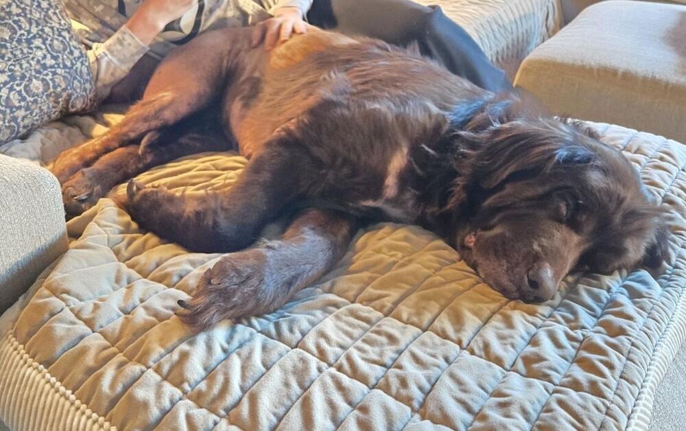 Zora, Adoptable, Senior Female Newfoundland Dog.