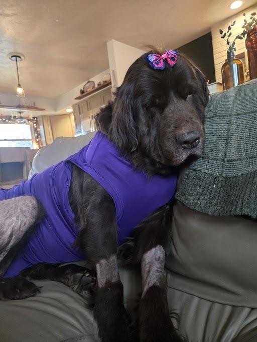 Enlarge Zora, a Adoptable Newfoundland Dog in Gales Ferry, CT image 2/6