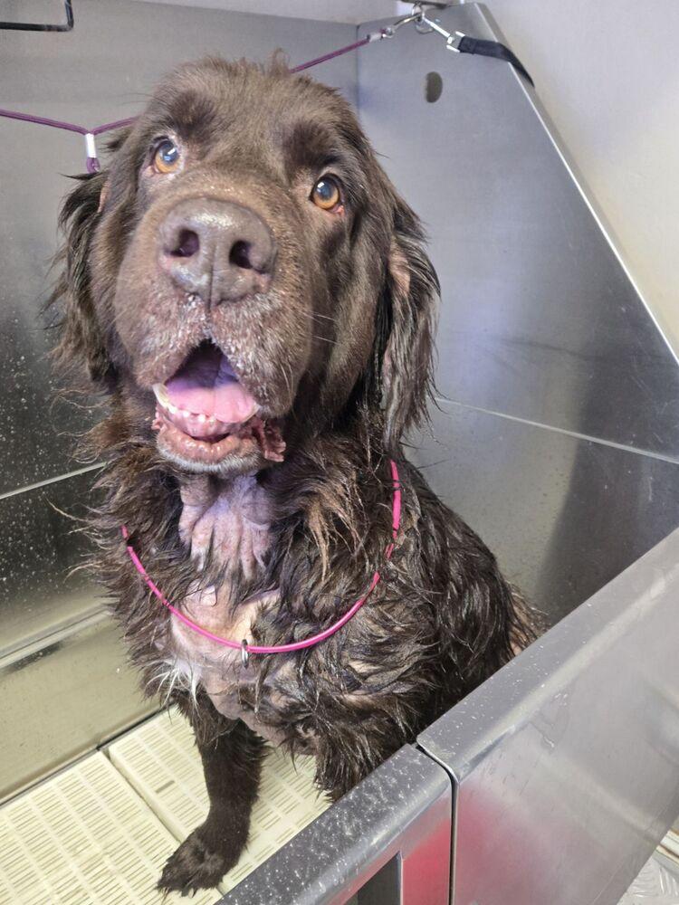 Enlarge Zora, a Adoptable Newfoundland Dog in Gales Ferry, CT image 3/6