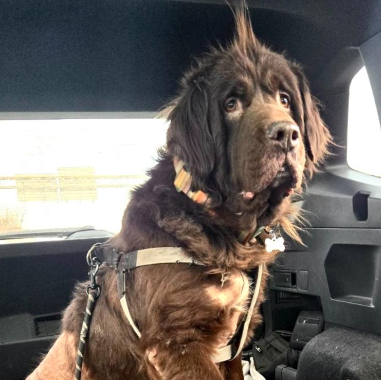 Enlarge Zora, a Adoptable Newfoundland Dog in Gales Ferry, CT image 4/6