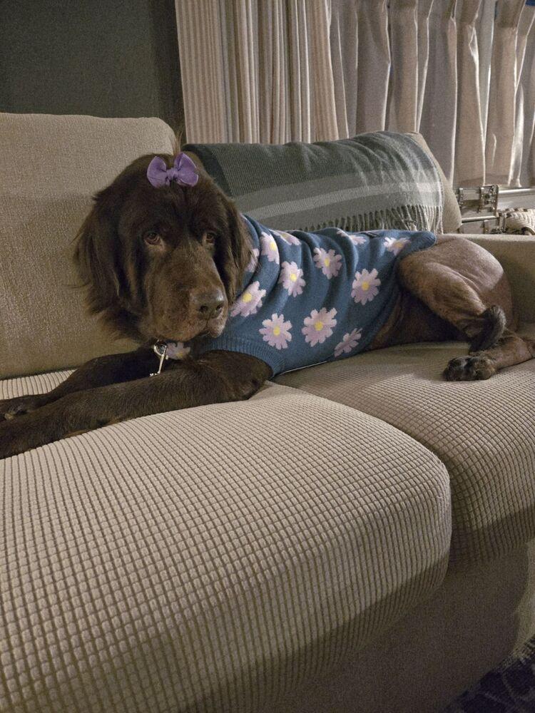 Enlarge Zora, a Adoptable Newfoundland Dog in Gales Ferry, CT image 5/6