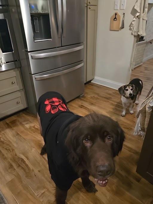 Enlarge Zora, a Adoptable Newfoundland Dog in Gales Ferry, CT image 6/6