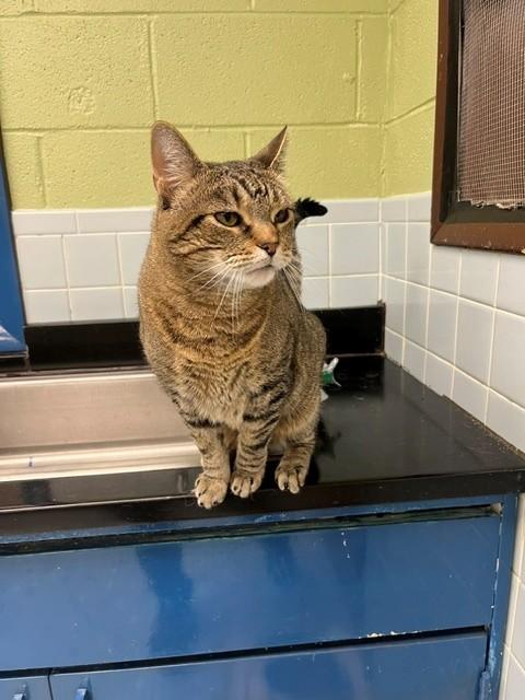 Enlarge Lady, a ADOPTABLE Domestic Short Hair in Oakland, MD image 1/1