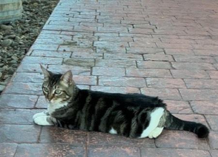 Mouse, Adoptable, Adult Female Domestic Short Hair.
