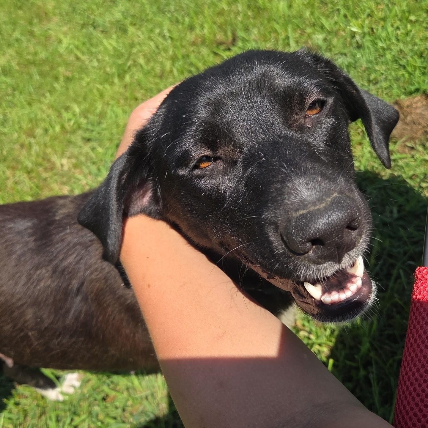 Mimi, a ADOPTABLE mixed breed in Wadsworth, OH image 4/4