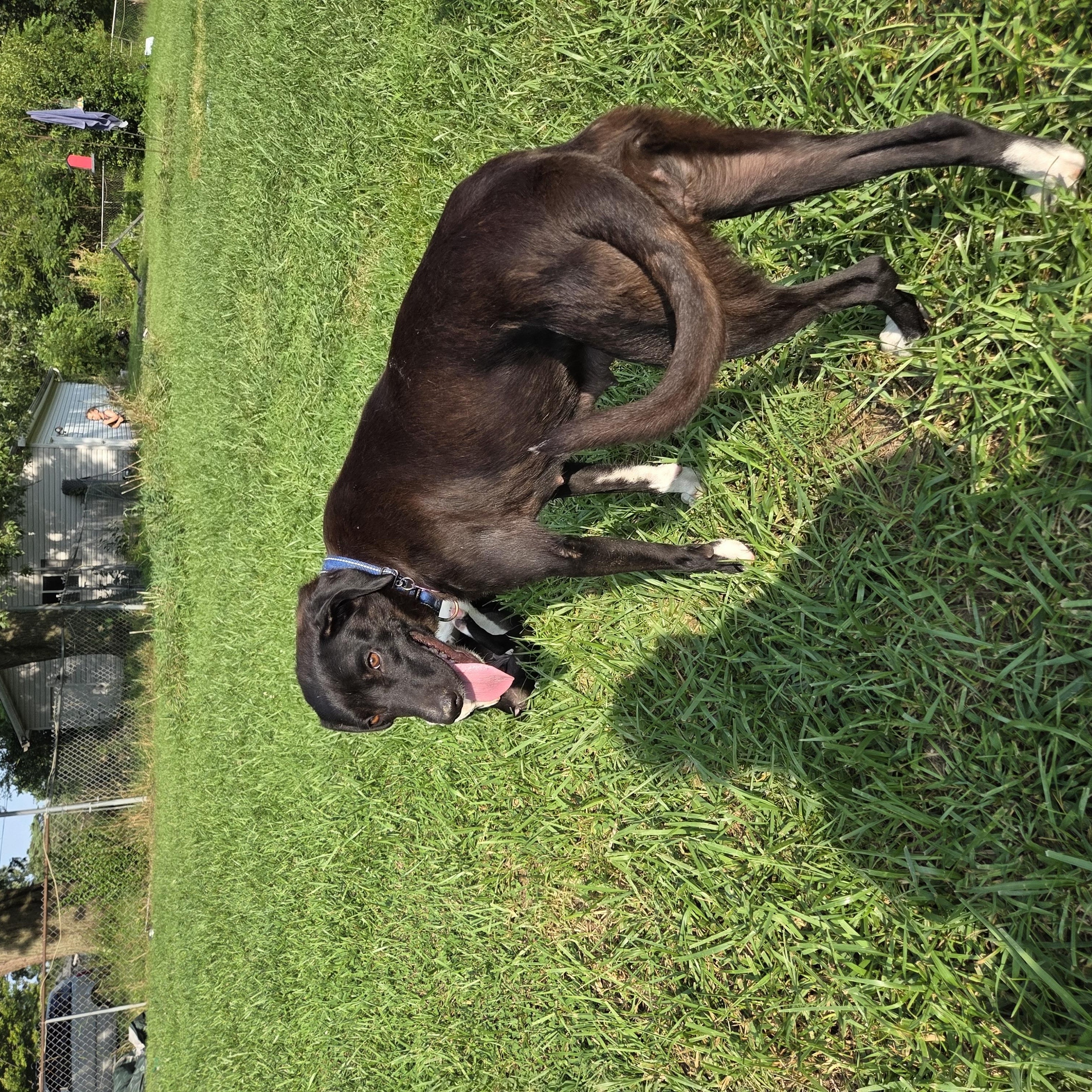 Mimi, a ADOPTABLE mixed breed in Wadsworth, OH image 2/4