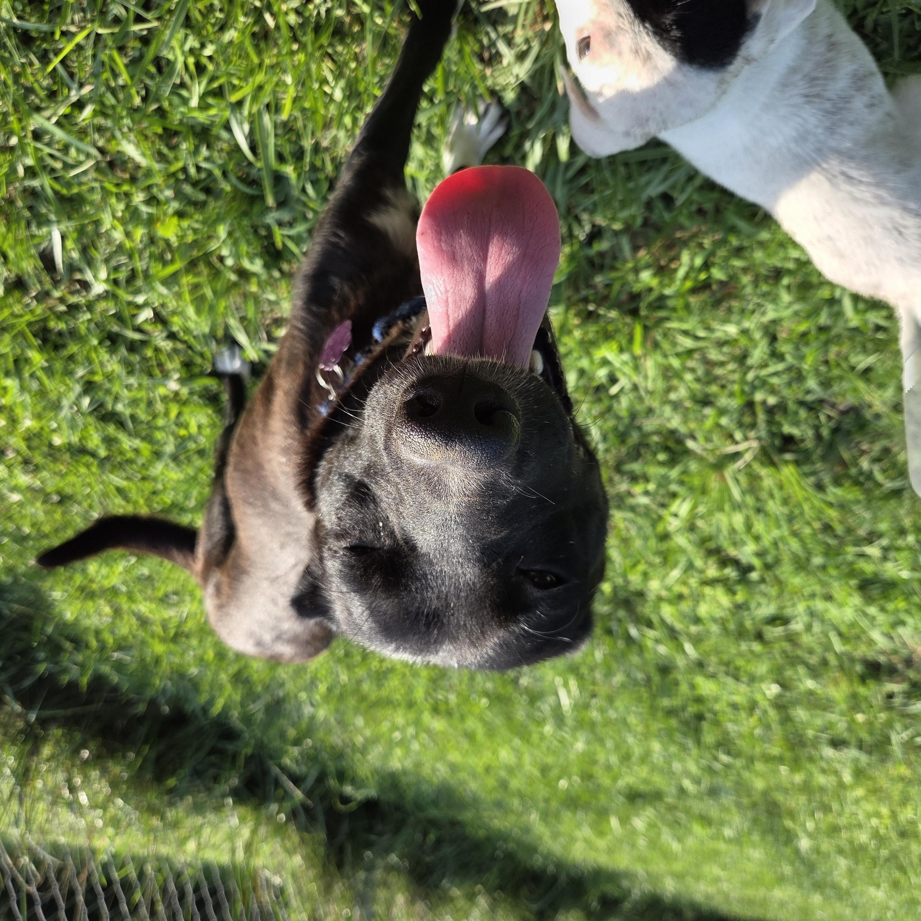 Mimi, a ADOPTABLE mixed breed in Wadsworth, OH image 3/4