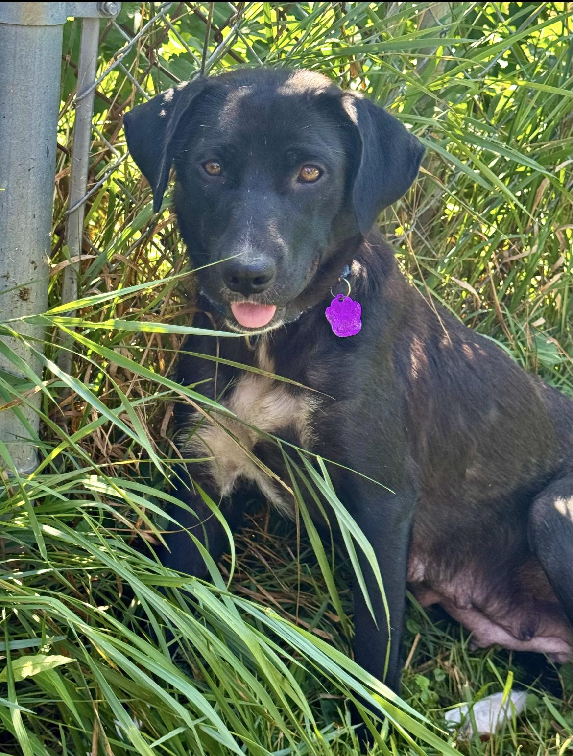 Mimi, a ADOPTABLE mixed breed in Wadsworth, OH image 1/4