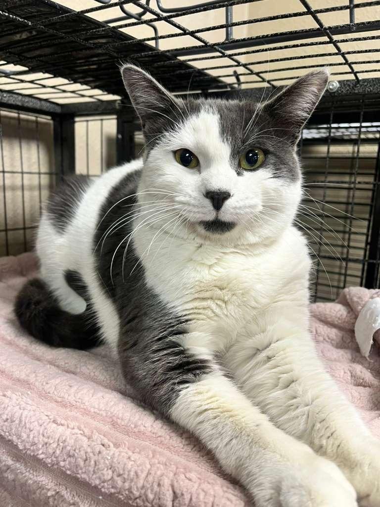 Ace, Adoptable, Young Male Domestic Short Hair.