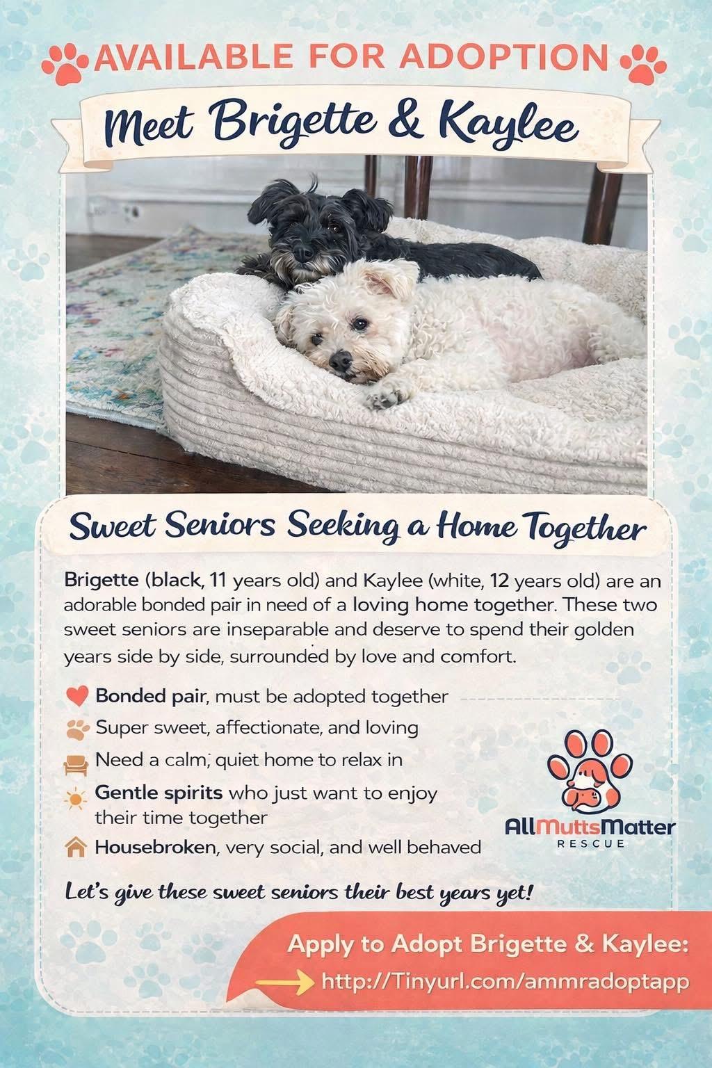 Kaylee, Adoptable, Senior Female Shih Tzu.