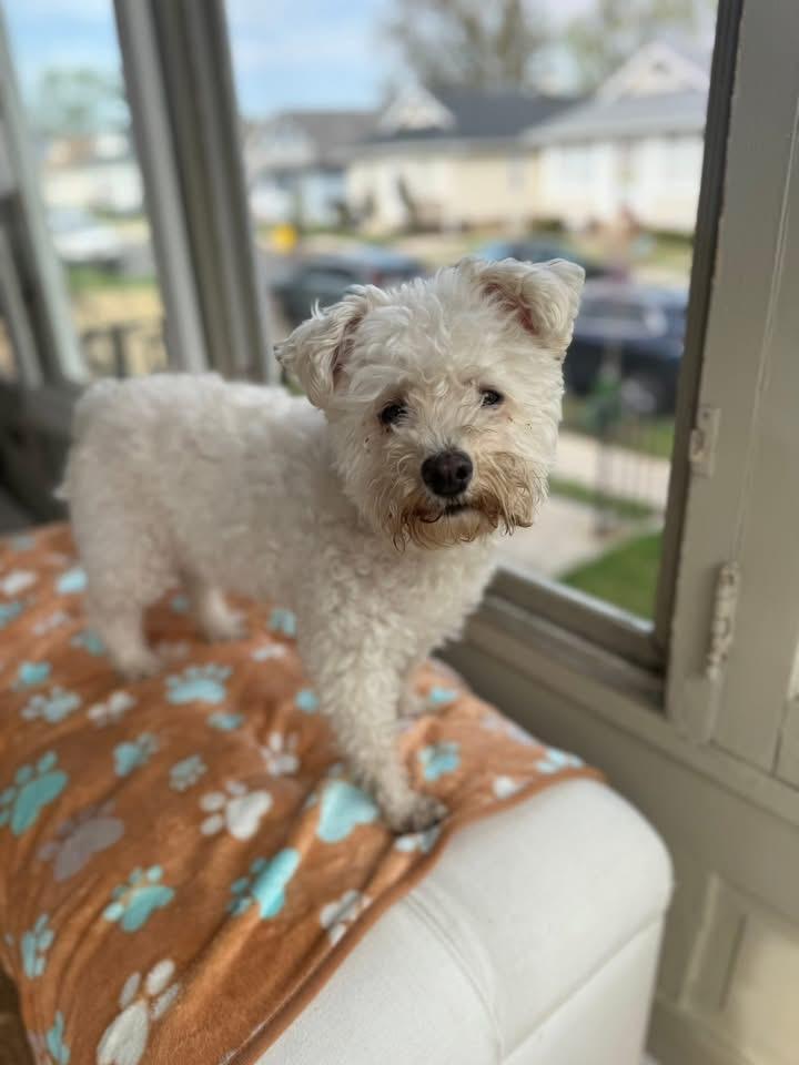 Enlarge Kaylee, a Adoptable mixed breed in Berlin, NJ image 2/3