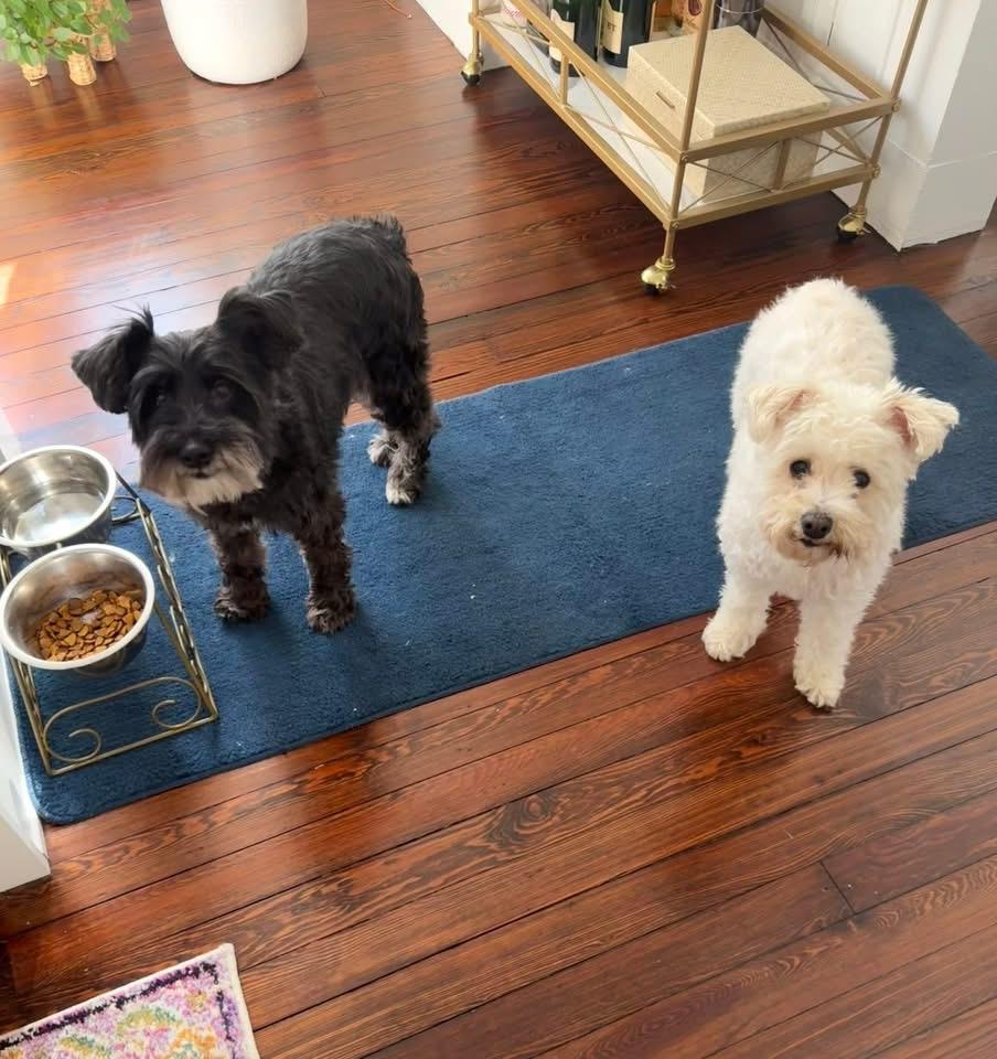 Enlarge Kaylee, a Adoptable mixed breed in Berlin, NJ image 3/3