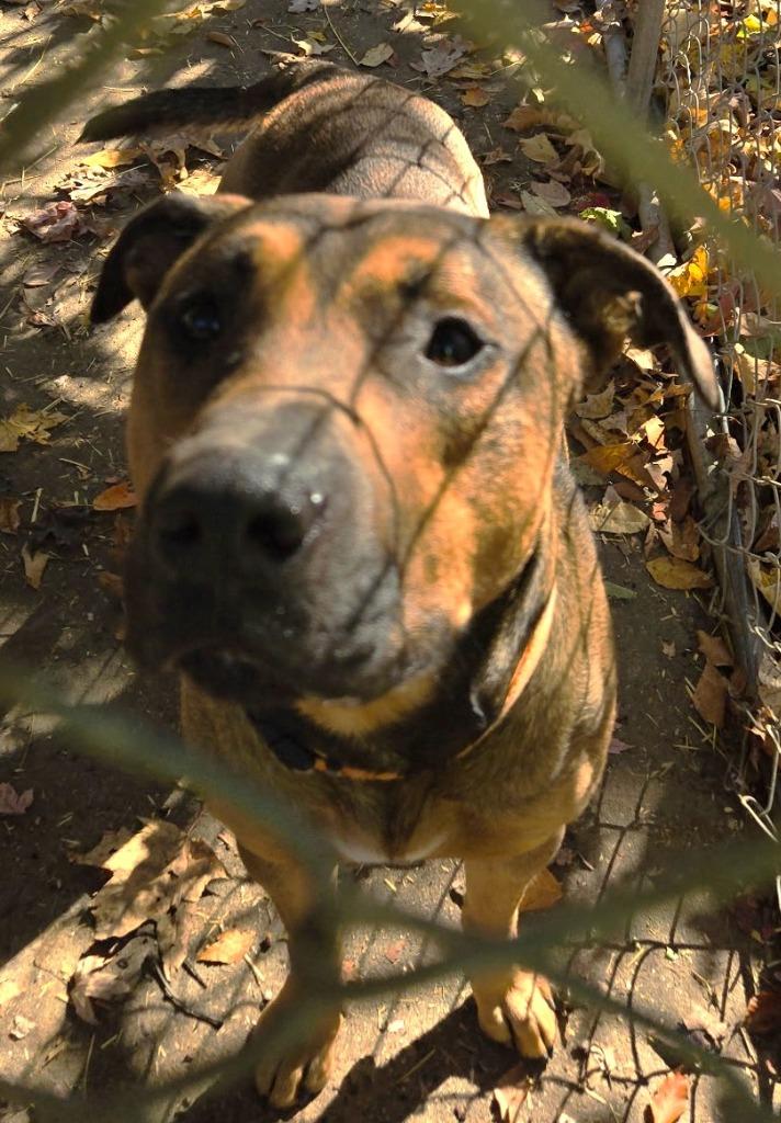 Hawk aka Dior, Adoptable, Young Male Rhodesian Ridgeback.
