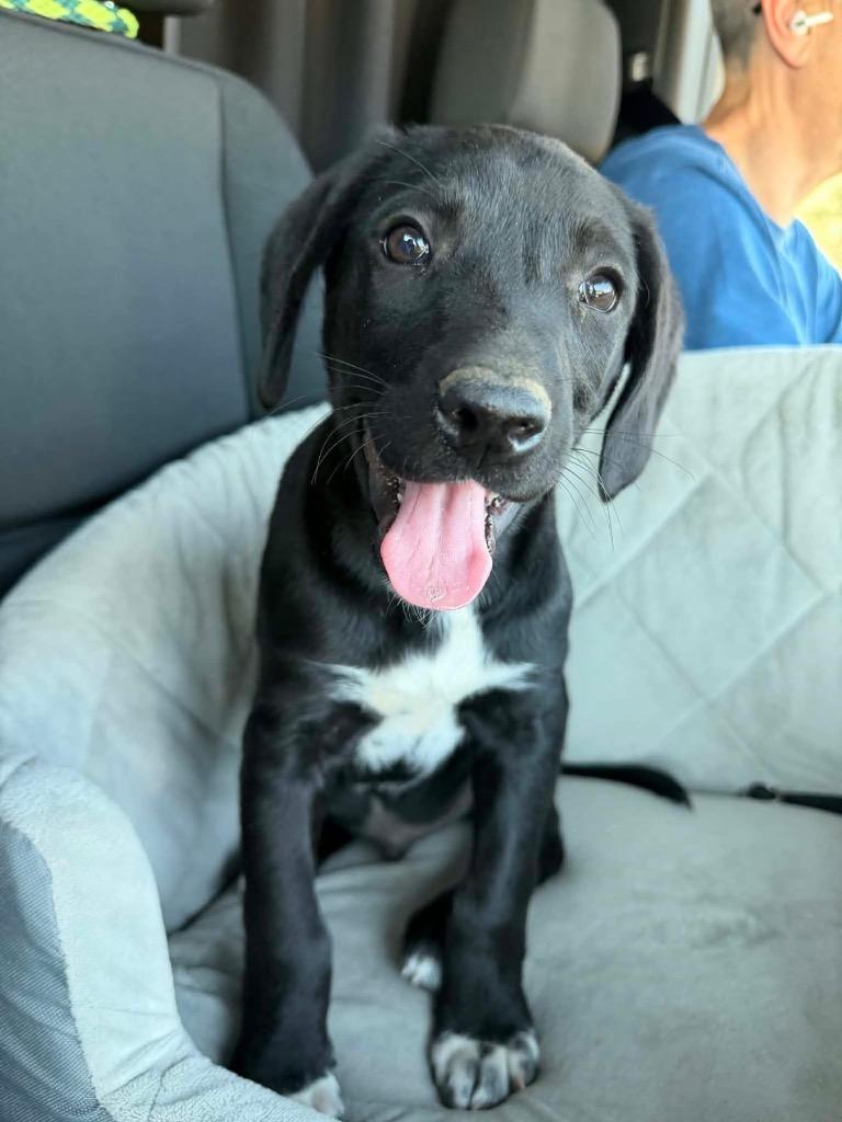 Jack, Adopted, Puppy Male Mixed Breed.