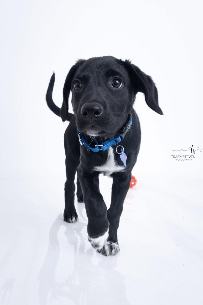 Enlarge Jack, a Adopted mixed breed in CONROE, TX image 2/4