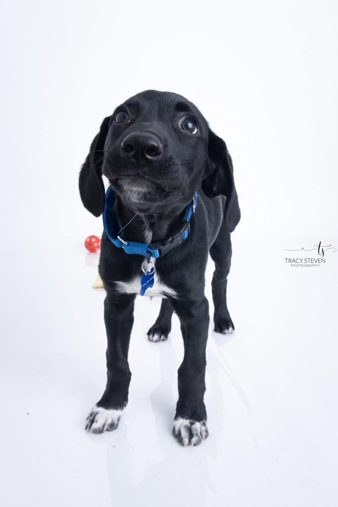 Enlarge Jack, a Adopted mixed breed in CONROE, TX image 3/4
