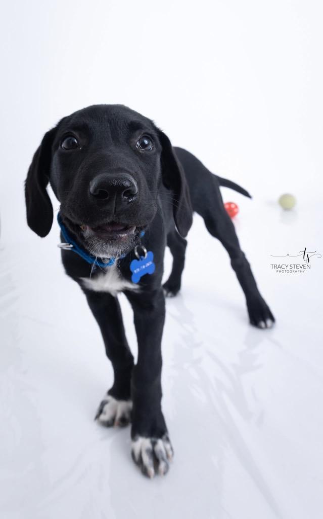 Enlarge Jack, a Adopted mixed breed in CONROE, TX image 4/4