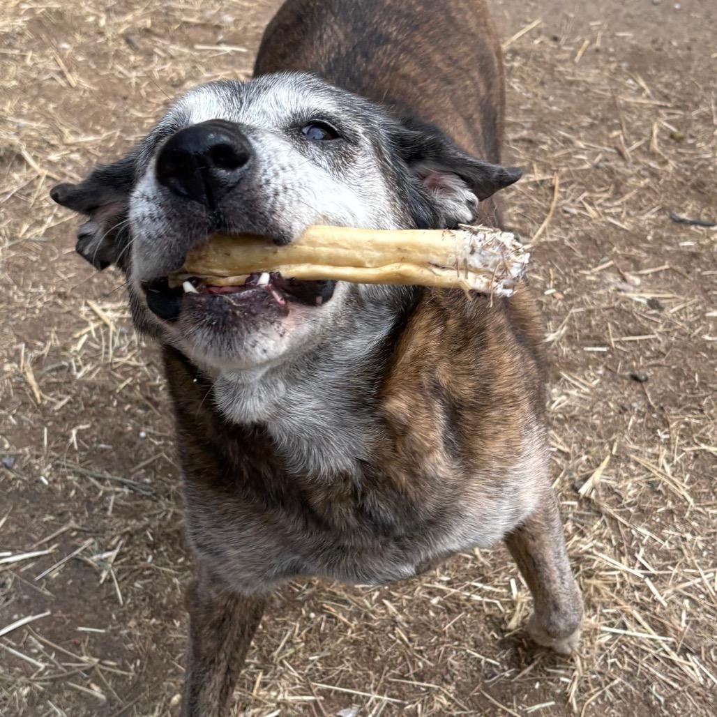 Fiona, a Adoptable mixed breed in Oakland, CA image 2/4