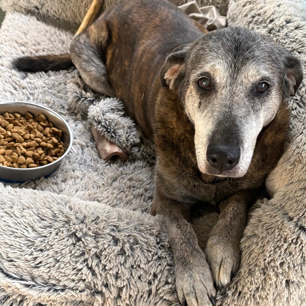 Fiona, a Adoptable mixed breed in Oakland, CA image 3/4