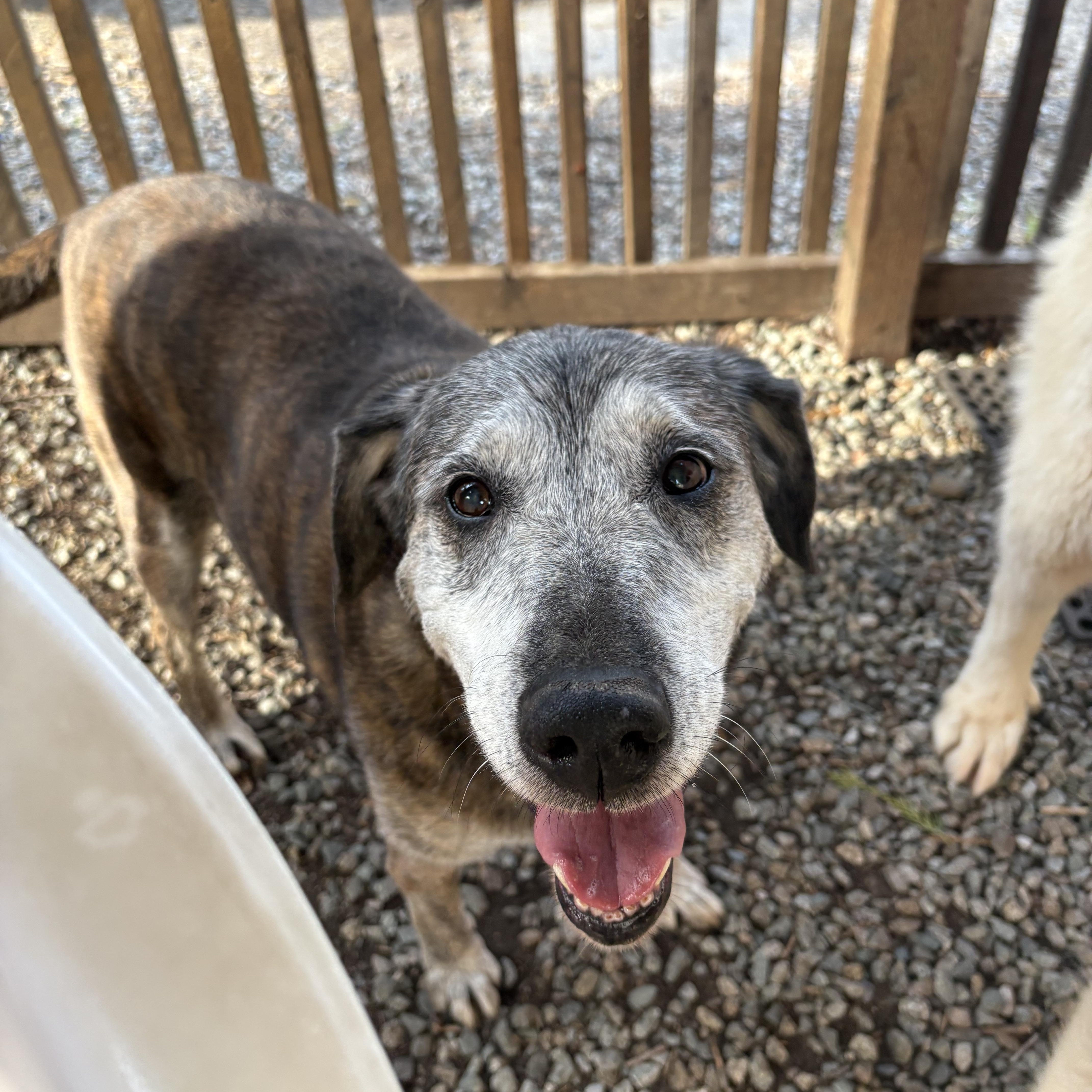 Fiona, Adoptable, Senior Female Catahoula Leopard Dog & Labrador Retriever.