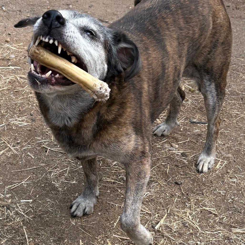 Fiona, a Adoptable mixed breed in Oakland, CA image 4/4