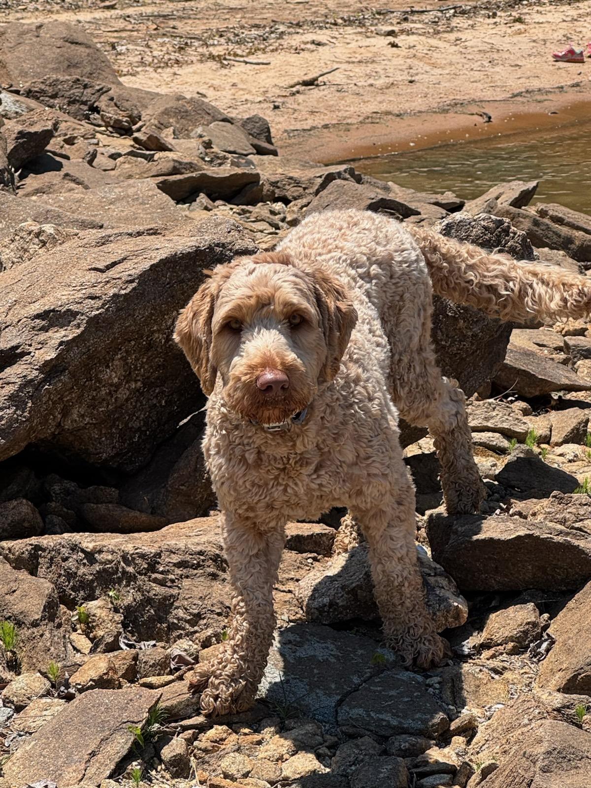 Ryder, Adopted, Young Male Labradoodle.