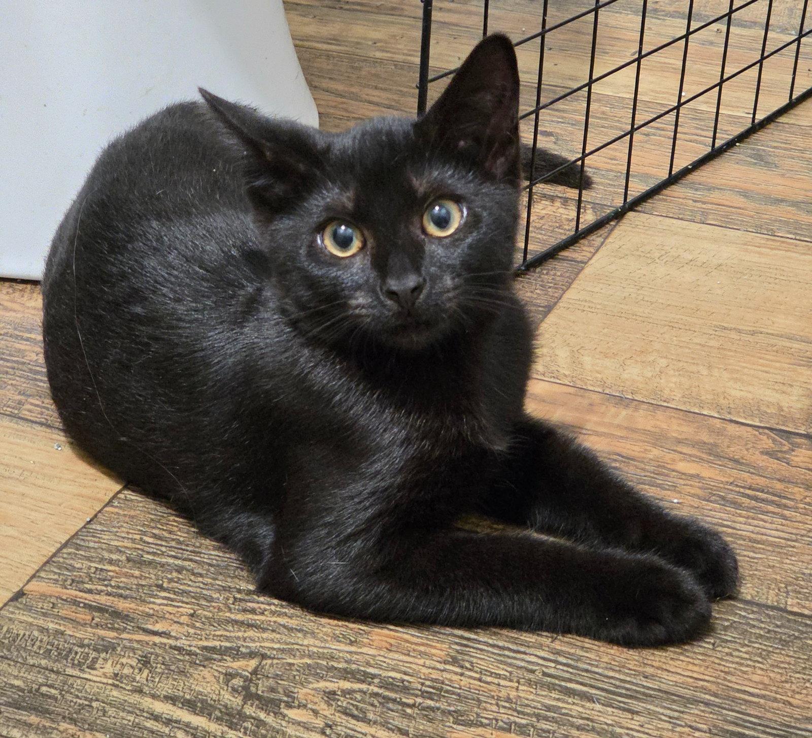 Enlarge Binx (FCID# 08/17/2026 - 29 Christiana PS) C, a Adopted Domestic Short Hair in Greenville, DE image 2/3