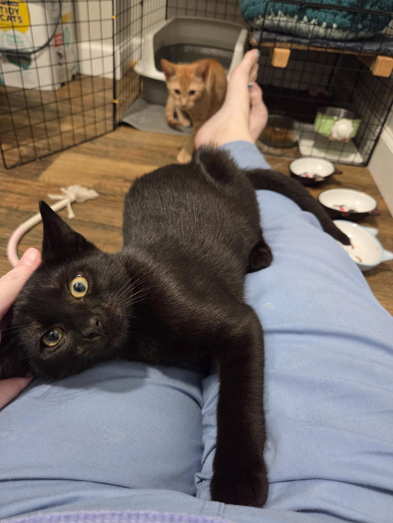 Enlarge Binx (FCID# 08/17/2026 - 29 Christiana PS) C, a Adopted Domestic Short Hair in Greenville, DE image 3/3
