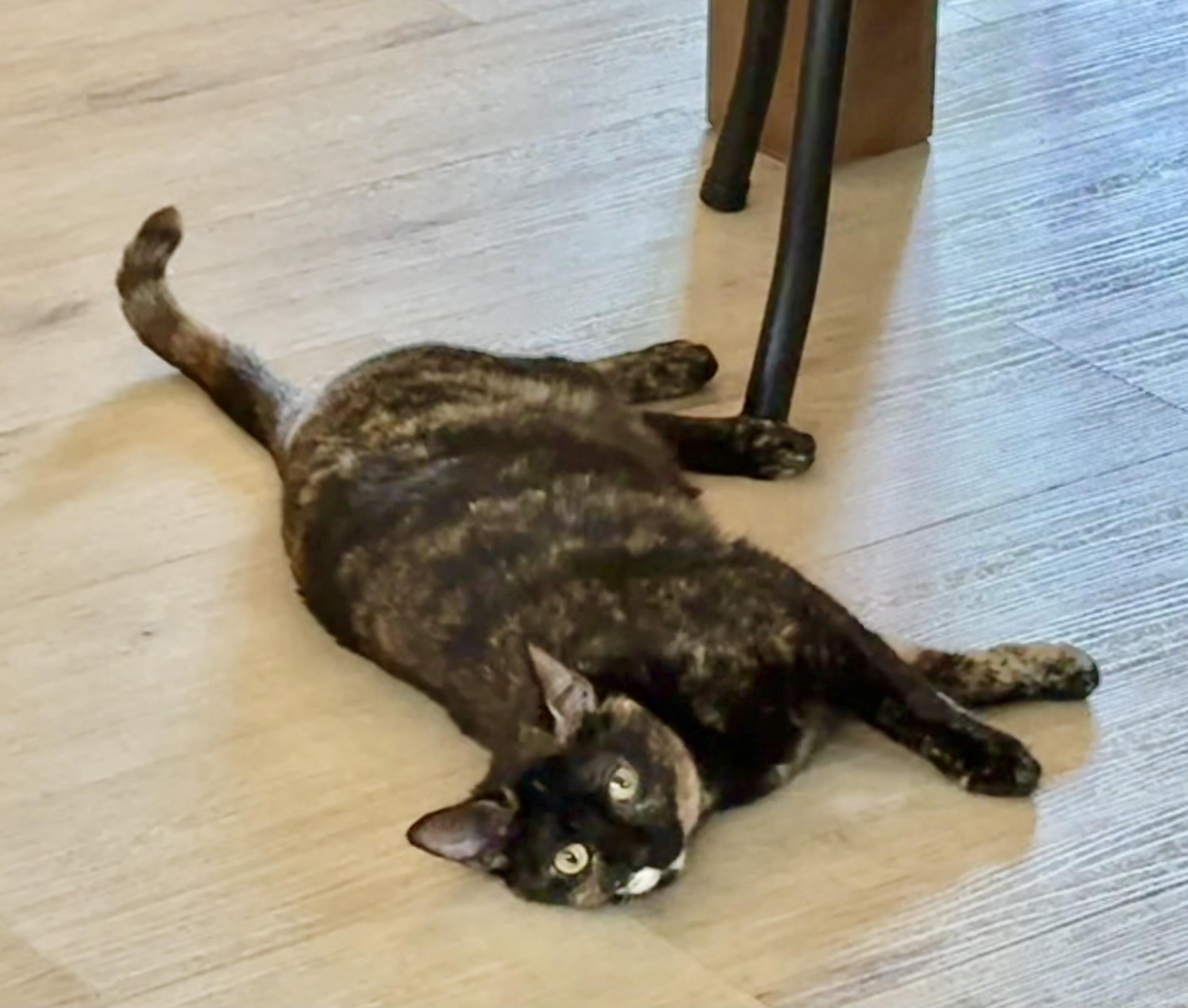 Hermione, ADOPTABLE, Adult Female Tortoiseshell & Domestic Short Hair.