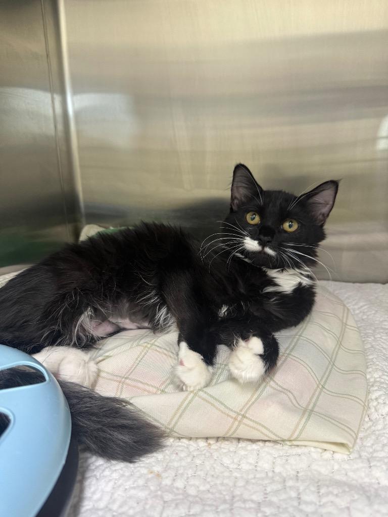 Precious, Adoptable, Kitten Female Domestic Short Hair.