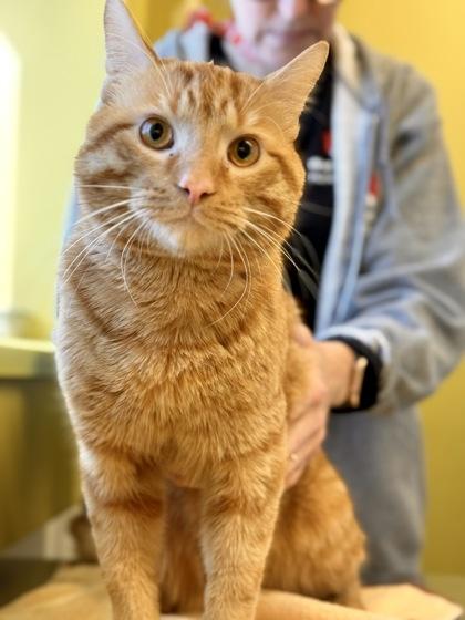 Little Alex Horne, ADOPTABLE, Adult Male Domestic Short Hair.