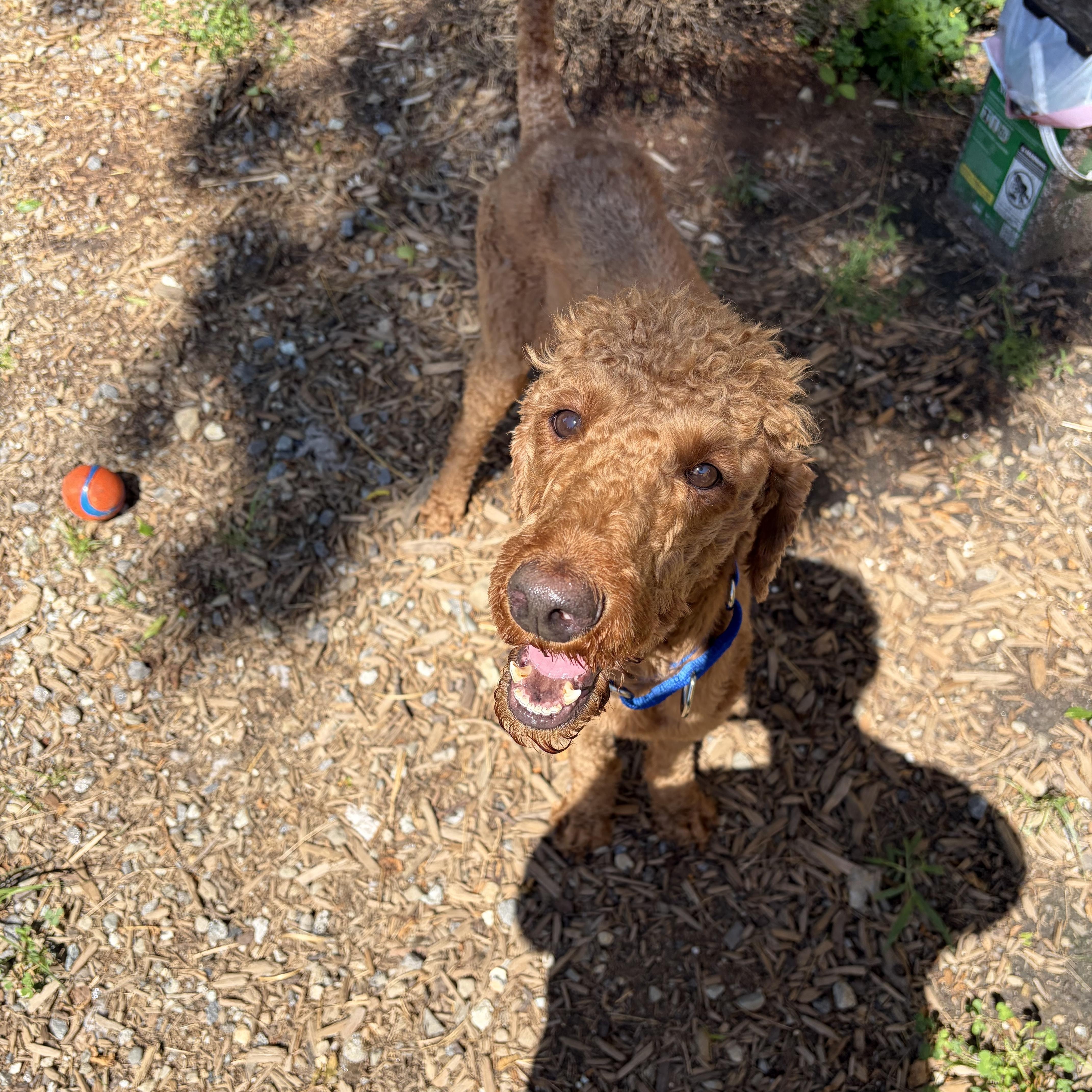 Enlarge Koda, a ADOPTABLE Standard Poodle in richmond, ME image 3/6