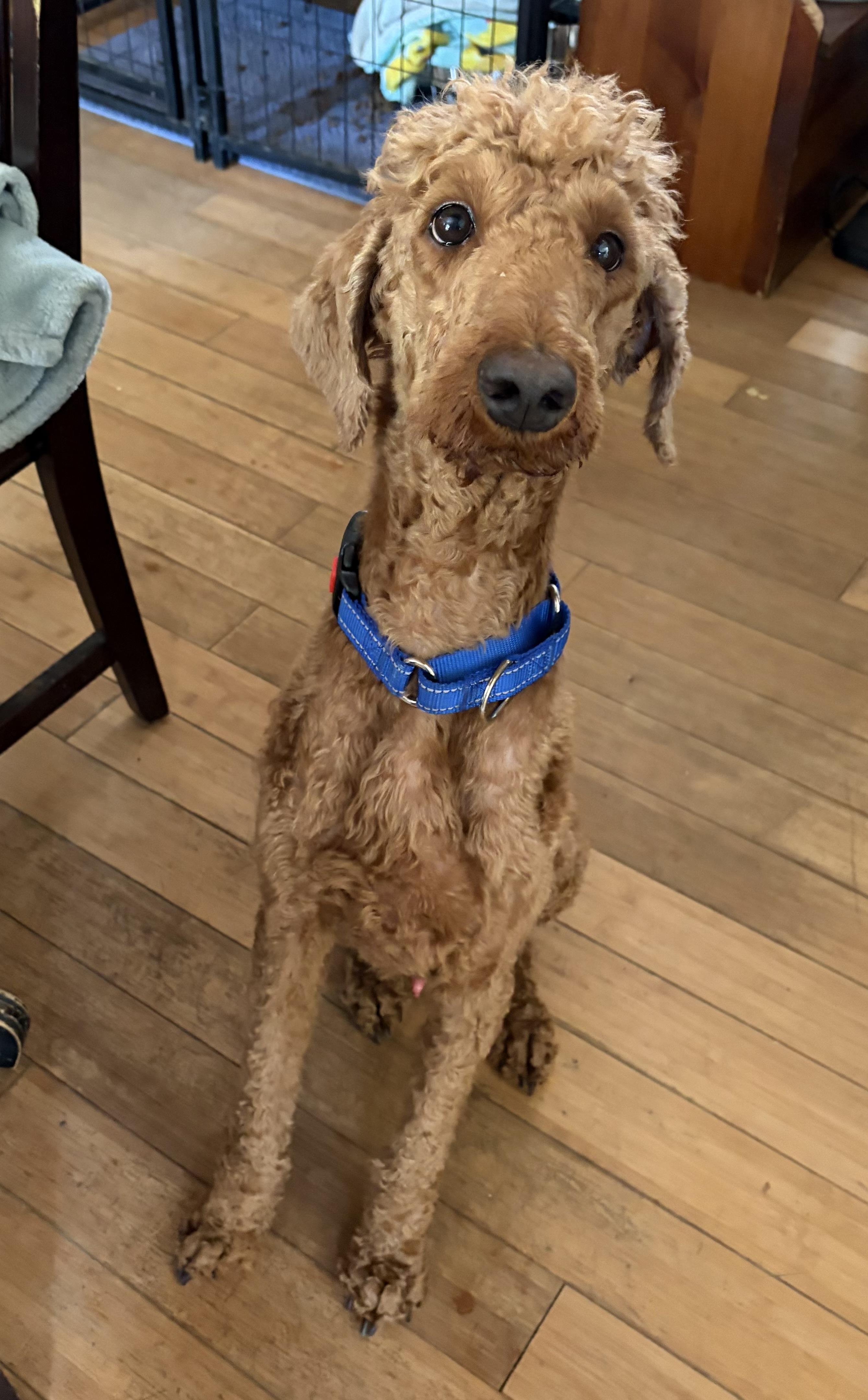 Enlarge Koda, a ADOPTABLE Standard Poodle in richmond, ME image 1/6