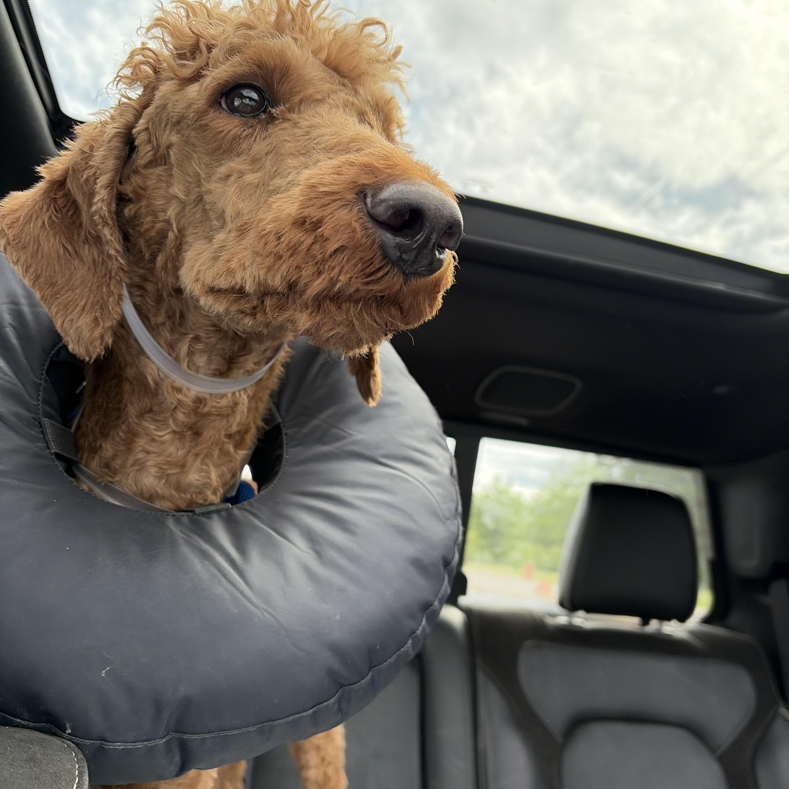 Enlarge Koda, a ADOPTABLE Standard Poodle in richmond, ME image 6/6
