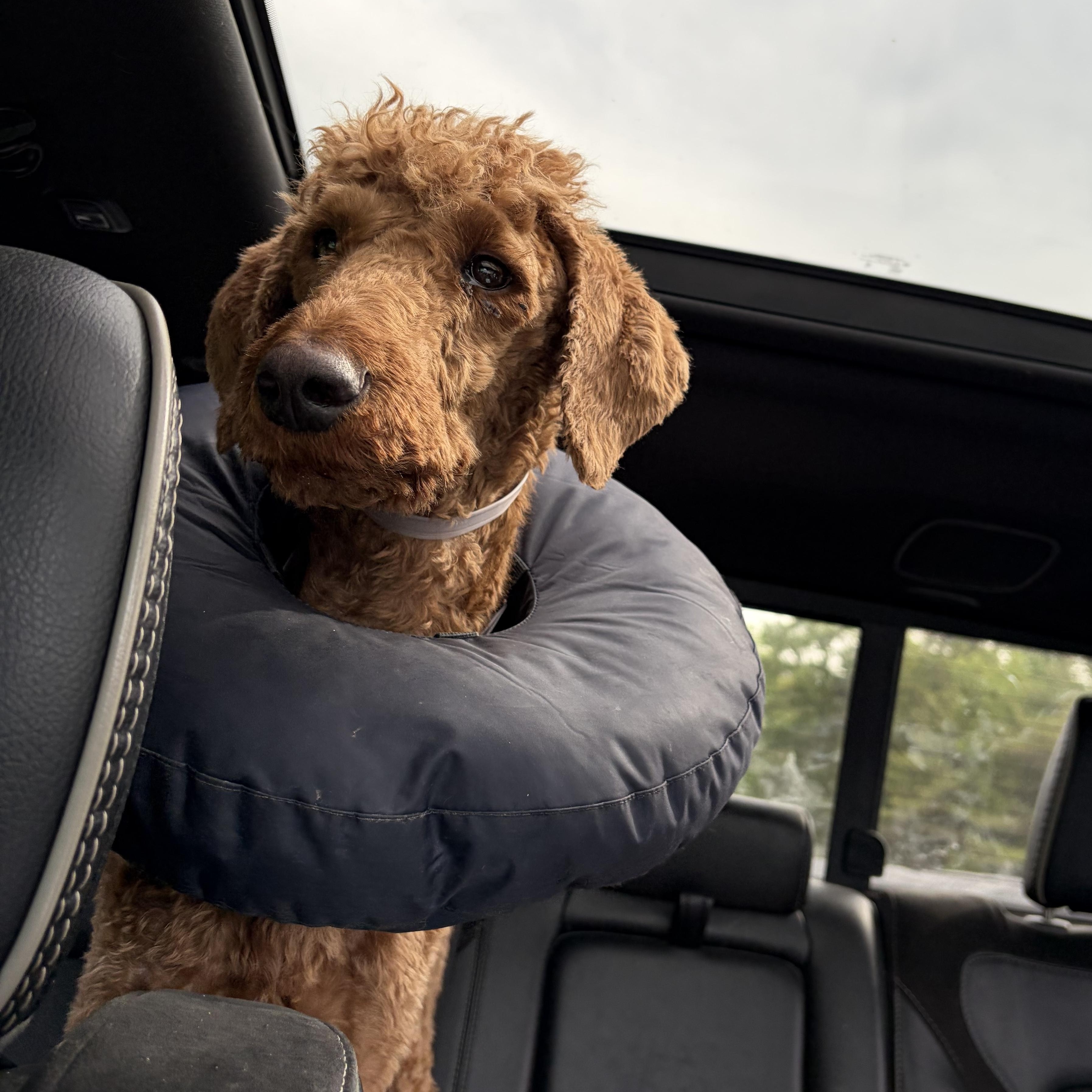 Enlarge Koda, a ADOPTABLE Standard Poodle in richmond, ME image 2/6