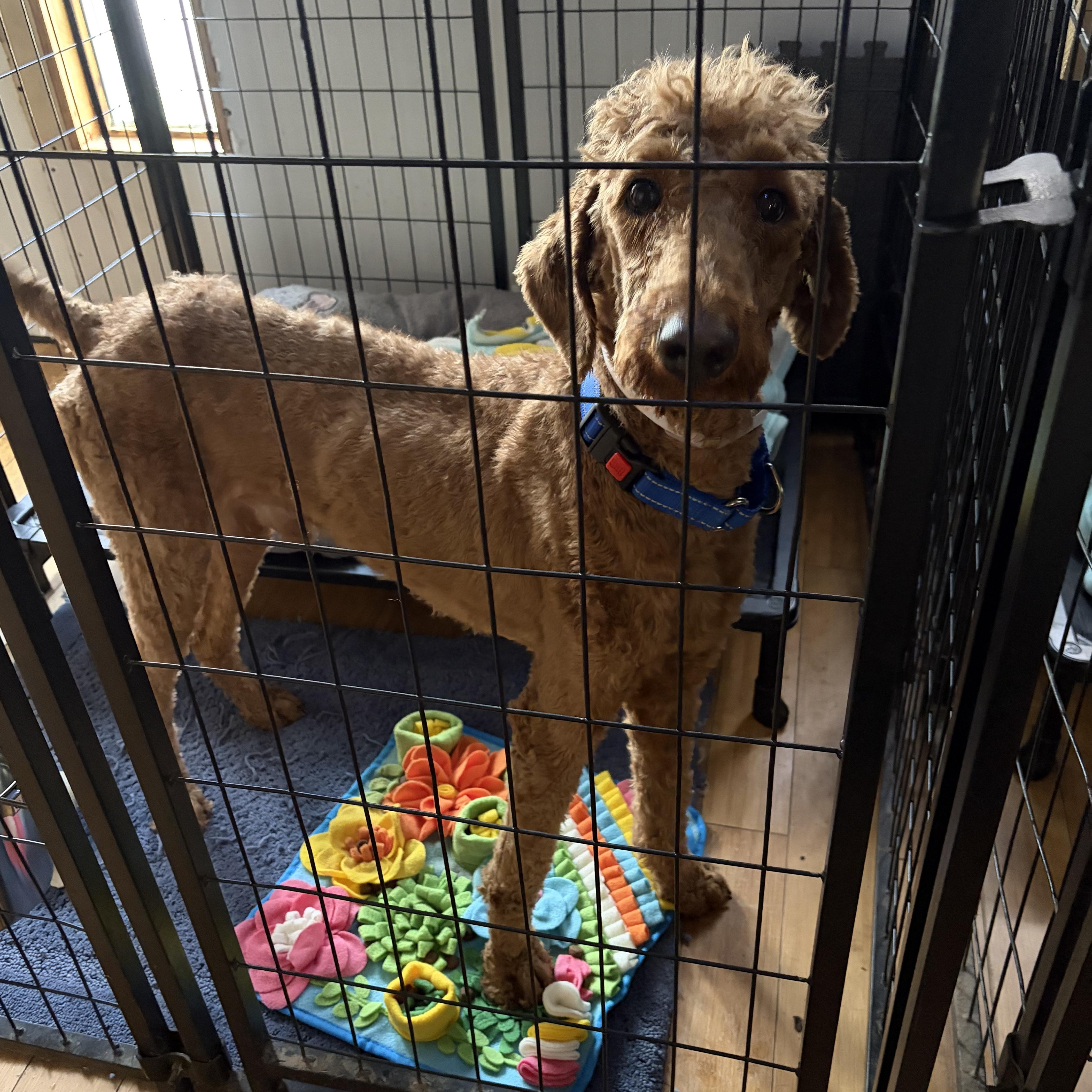 Enlarge Koda, a ADOPTABLE Standard Poodle in richmond, ME image 4/6