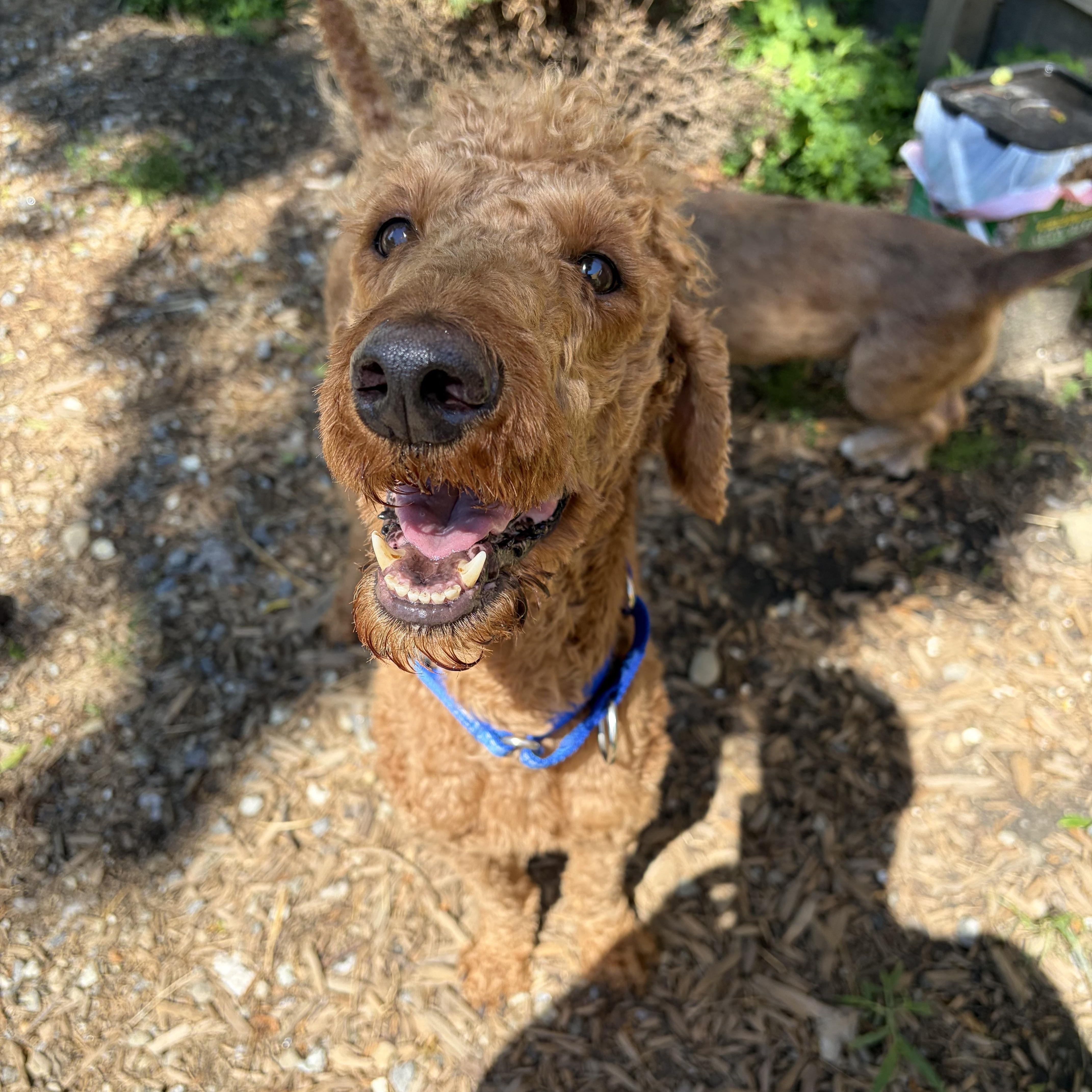 Enlarge Koda, a ADOPTABLE Standard Poodle in richmond, ME image 5/6