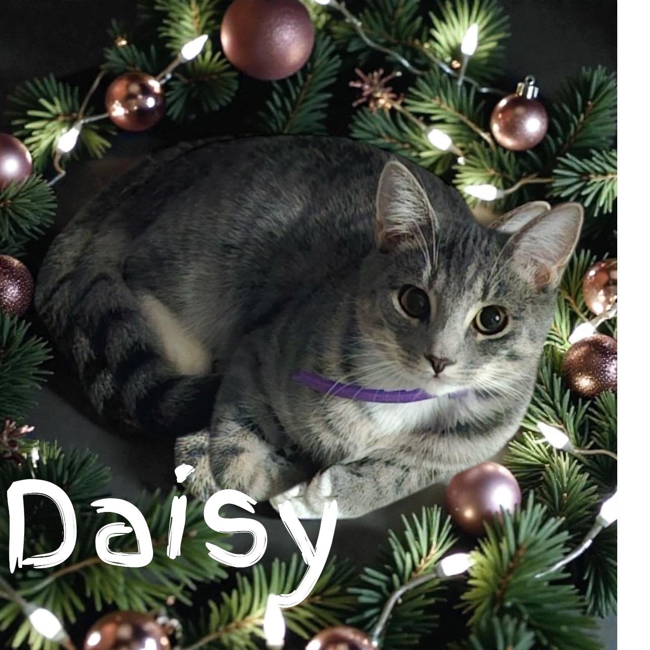 Daisy , ADOPTABLE, Young Female Domestic Short Hair.