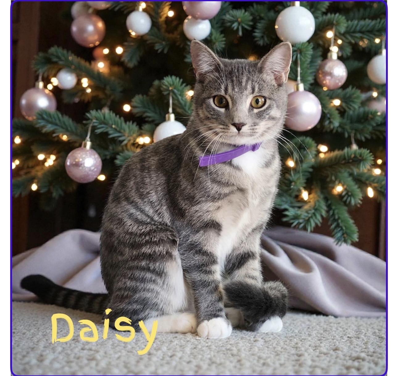 Enlarge Daisy , a ADOPTABLE Domestic Short Hair in West Pittston, PA image 2/3