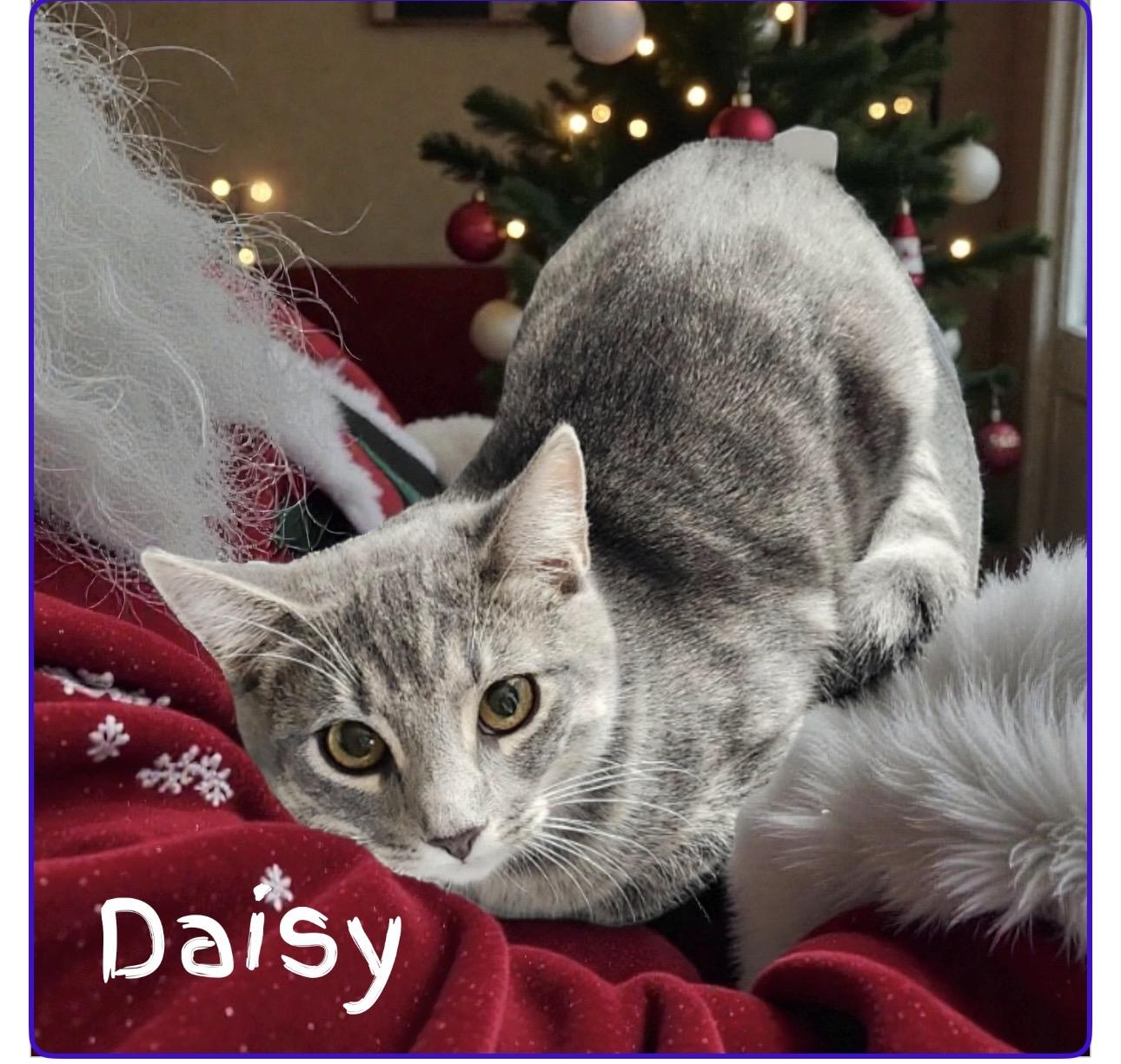 Enlarge Daisy , a ADOPTABLE Domestic Short Hair in West Pittston, PA image 3/3