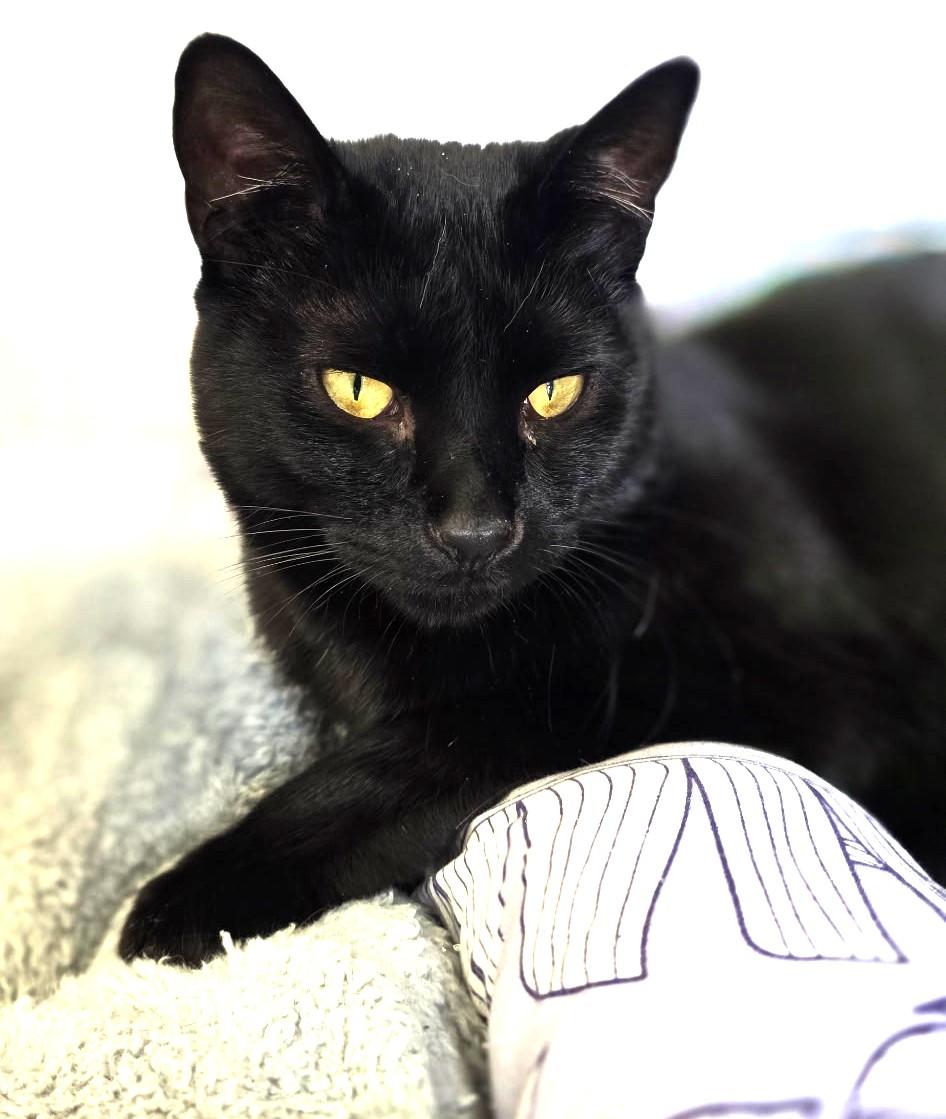 Enlarge Hydra, a ADOPTABLE Domestic Short Hair in Great Neck, NY image 1/6