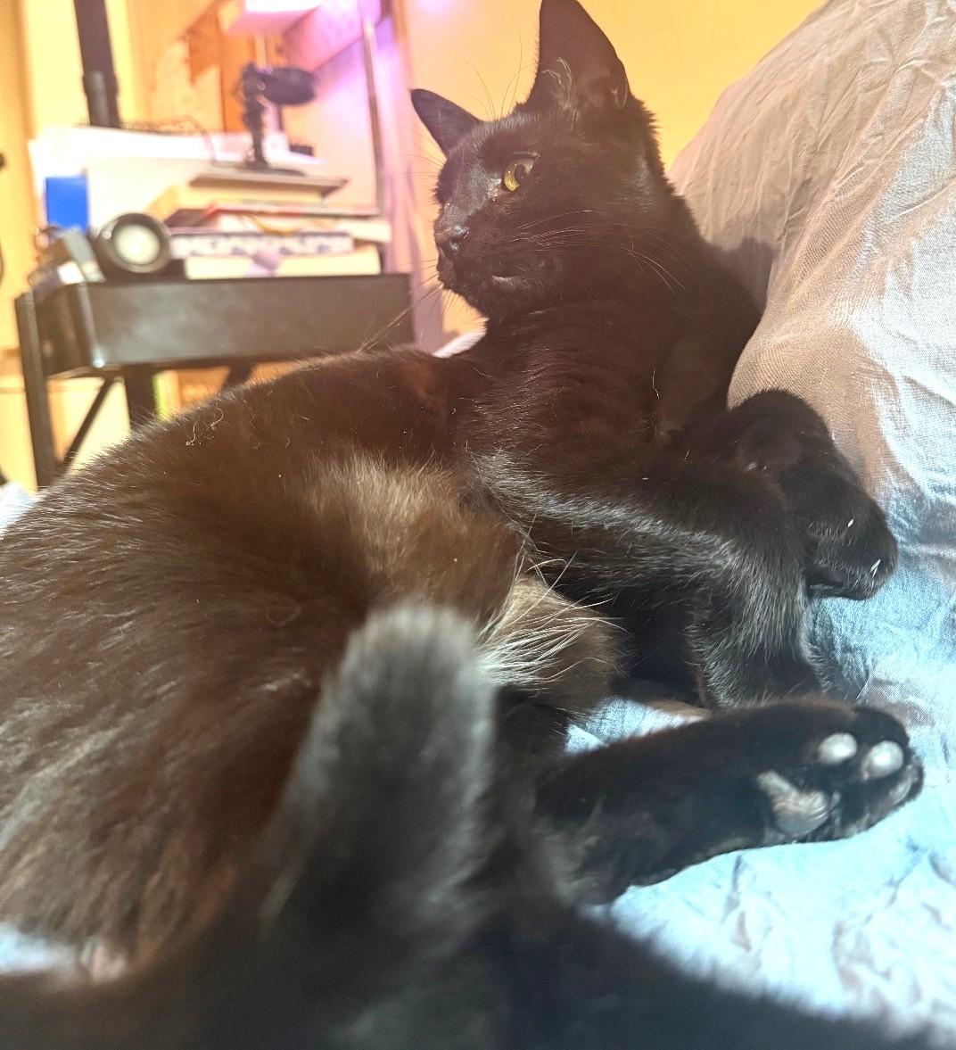 Enlarge Hydra, a ADOPTABLE Domestic Short Hair in Great Neck, NY image 3/4