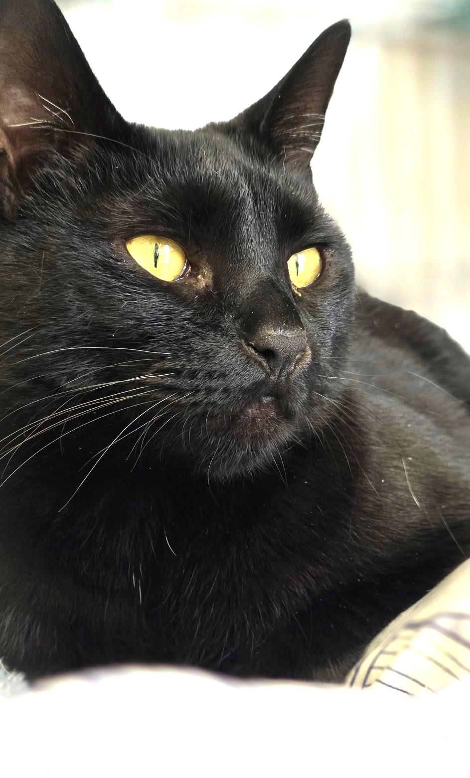 Enlarge Hydra, a ADOPTABLE Domestic Short Hair in Great Neck, NY image 3/6