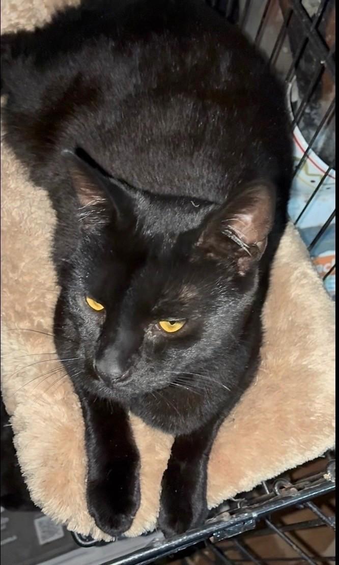 Enlarge Hydra, a ADOPTABLE Domestic Short Hair in Great Neck, NY image 4/4