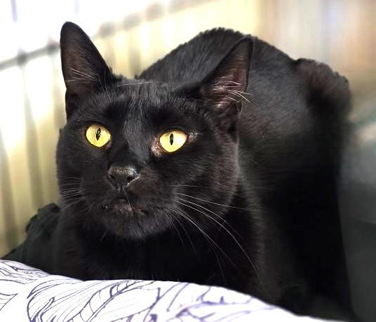 Enlarge Hydra, a ADOPTABLE Domestic Short Hair in Great Neck, NY image 4/6