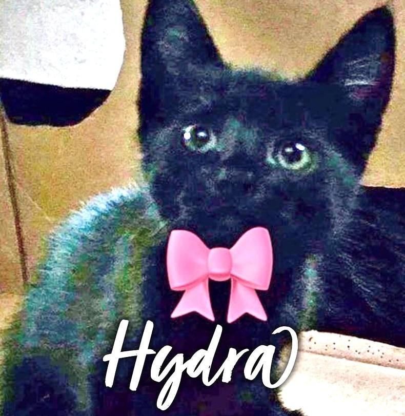 Enlarge Hydra, a ADOPTABLE Domestic Short Hair in Great Neck, NY image 1/4