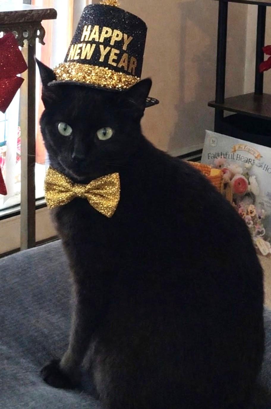 Enlarge Hydra, a ADOPTABLE Domestic Short Hair in Great Neck, NY image 2/4