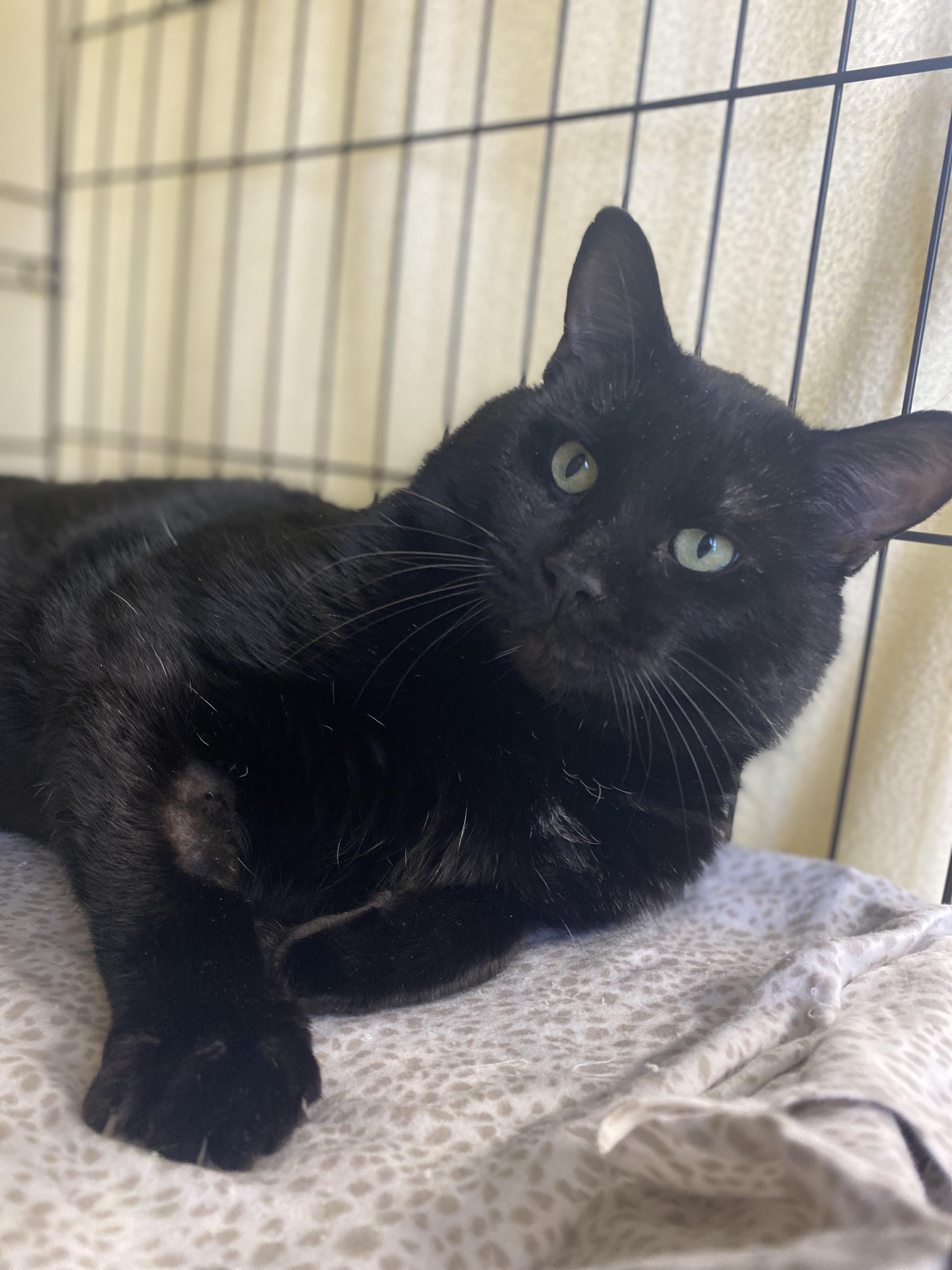 Gandalf, ADOPTABLE, Adult Male Domestic Short Hair.