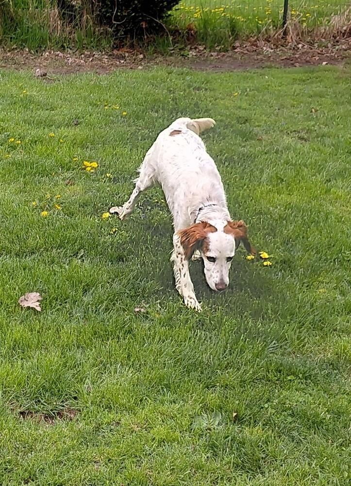 Enlarge Pending Adoption - Willy, a Adoptable English Setter in Havertown, PA image 1/6